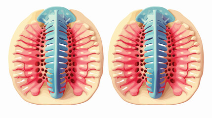 Rendering human intervertebral discs - back view Flat
