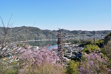 【神奈川県】春の津久井湖城山公園 湖畔