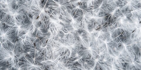 Soft Dandelion Fluff Textured Background
