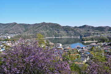 【神奈川県】春の津久井湖城山公園 湖畔