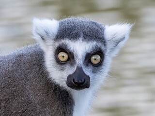 Famous Madagascar Maki lemur, Ring tailed lemur. Wildlife photography. Flowing river background. Black and white color with orange eyes