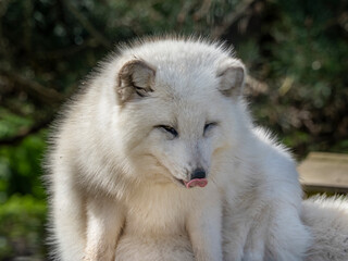 Cute white fox muzzle close-up, in the winter fur. Sleeping Arctic Fox enjoying the springtime sunlight.