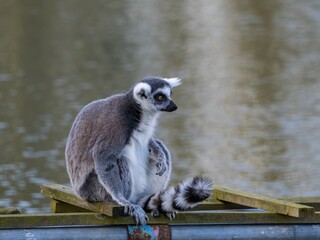 Fototapeta premium Famous Madagascar Maki lemur, Ring tailed lemur. Wildlife photography. Flowing river background. Black and white color with orange eyes