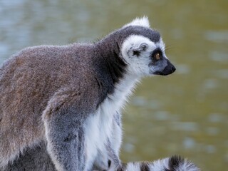 Fototapeta premium Famous Madagascar Maki lemur, Ring tailed lemur. Wildlife photography. Flowing river background. Black and white color with orange eyes