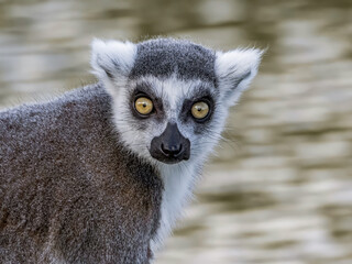 Famous Madagascar Maki lemur, Ring tailed lemur. Wildlife photography. Flowing river background. Black and white color with orange eyes