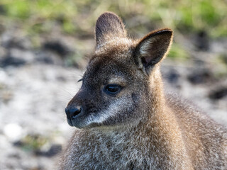 Naklejka na ściany i meble Head Portrait of a Wallaby Single wallaby kangaroo close up in front of a rock face