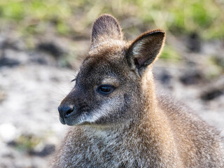 Head Portrait of a Wallaby Single wallaby kangaroo close up in front of a rock face