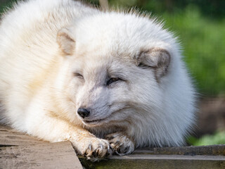 Obraz premium Cute white fox muzzle close-up, in the winter fur. Sleeping Arctic Fox enjoying the springtime sunlight.