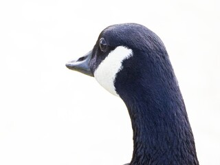 Close-Up of a Canada Goose. head isolated on white background ( Branta Canadensis )