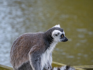 Famous Madagascar Maki lemur, Ring tailed lemur. Wildlife photography. Flowing river background. Black and white color with orange eyes