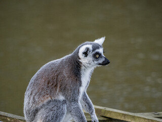 Fototapeta premium Famous Madagascar Maki lemur, Ring tailed lemur. Wildlife photography. Flowing river background. Black and white color with orange eyes