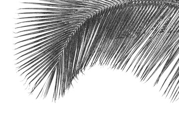 Silhouette de palme courbe - 766956759