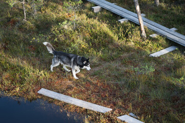 A husky dog ​​runs in nature through a swamp in summer, view from the top.