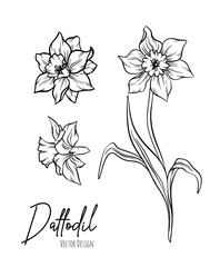 Botanical line art illustration of daffodil or narcissus flowers for wedding invitation and cards, logo design, web, social media and poster, template, advertisement, beauty and cosmetic industry.	
