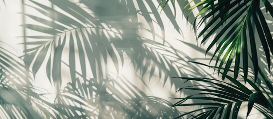 Transparent palm leaves shadow background overlay. Tropical tree summer shade realistic background or wallpaper. Foliage reflection in window frame, palm leaf sunlight grey shadow backdrop.