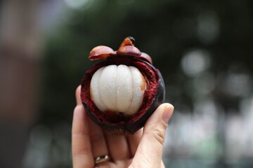 Fresh open mangosteen fruit