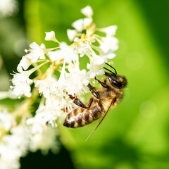 Honey bee on a white bloom. Macro photo of a European honey bee - Apis mellifera.