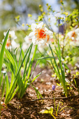 A vivid daffodil boasting an unusual orange center, illuminated by sunlight, showcasing the onset of spring