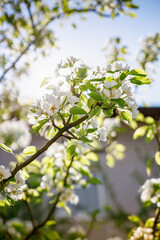 Fototapeta premium Beautiful white cherry blossoms blooming on a tree. Concept: nature’s awakening in spring