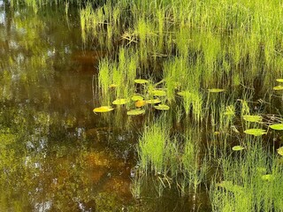 Green lilies and grass in the pond