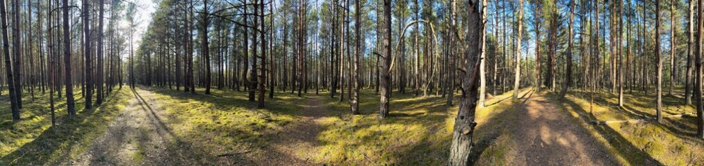 forest