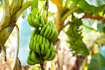 Green bananas growing on trees. Green tropical banana fruits close-up on banana plantation, Cambodia.