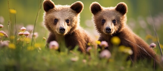 Two bear cubs, carnivorous terrestrial animals with fur, are standing in a field of flowers. Nearby, there are trees, grass, and a natural landscape with plenty of water - obrazy, fototapety, plakaty
