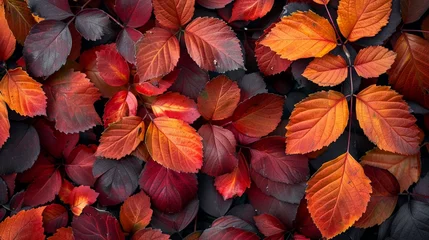 Behangcirkel Fiery orange and red leaves signaling autumns arrival © Premreuthai