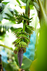 Green bananas growing on trees. Green tropical banana fruits close-up on banana plantation,...