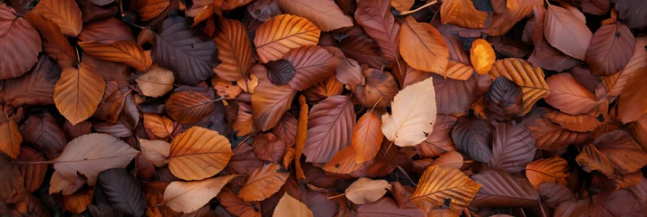 Photo sur Plexiglas Rouge violet Autumn leaves covering the ground.