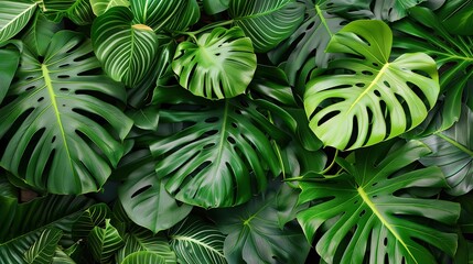 Dark green leaves of monstera or split-leaf philodendron (Monstera deliciosa) tropical foliage plant growing in the wild isolated on white background, clipping path included.1 - obrazy, fototapety, plakaty