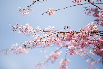 Looking up at pink cherry blossom tree against blue sky 
