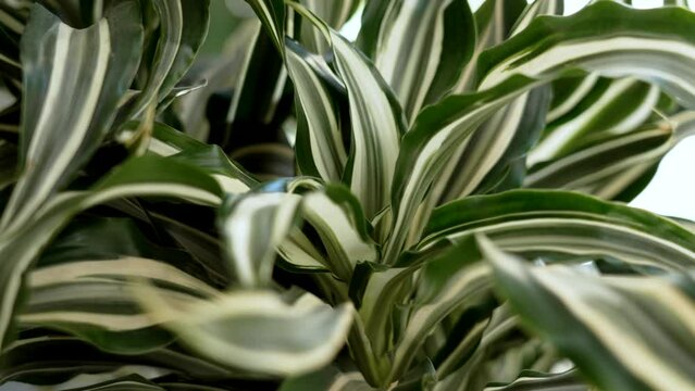 Dracaena houseplant with striped beautiful leaf close up