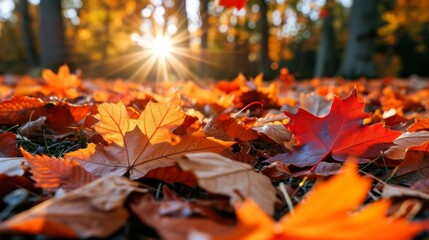 Autumn Brilliance Against Sunlight - obrazy, fototapety, plakaty