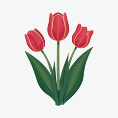 Tulip vector illustration
