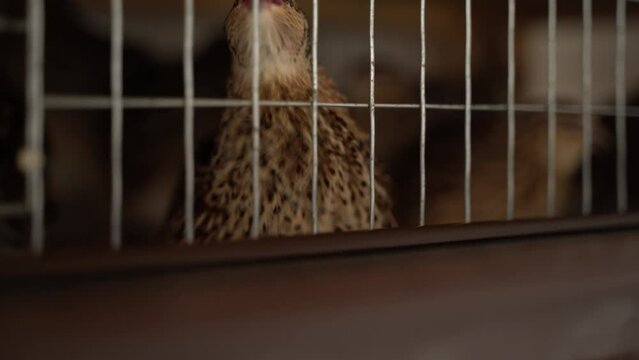 quail of the Pharaoh breed in a cage close-up
