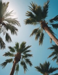 Palm trees, bottom view. Live palm trees, sky view