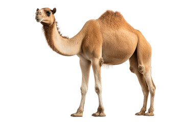 A Camel Staring at the Camera. On a Clear PNG or White Background.