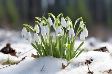 Spring snowdrops in snow