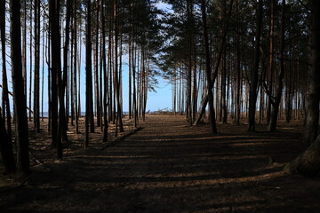 sunset in the forest