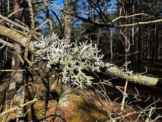 tree branches
