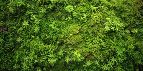 Lush Green Organic Texture Background