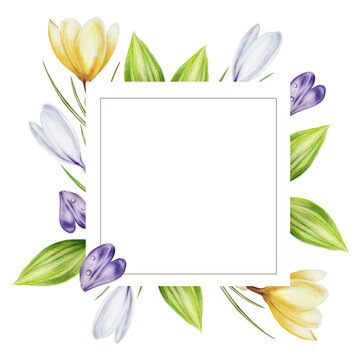 Watercolor frame, template with yellow, purple and white blooming crocus flowers isolated on background. Spring and easter template, botanical hand painted saffron illustration. For designers, wedding