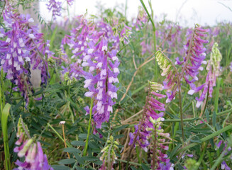 hairy vetch	