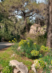 Mountain road in a pine forest among hills, bushes and stones. Summer sunny day. Kemer, Turkey