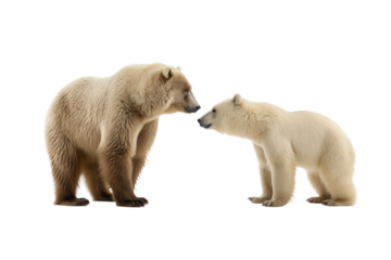Two Polar Bears Standing Together. On a Clear PNG or White Background.