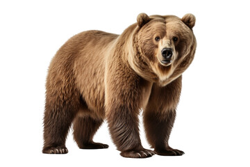 Large Brown Bear Standing Next to White Background. On a Clear PNG or White Background.