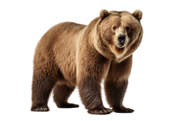 Large Brown Bear Standing Next to White Background. On a Clear PNG or White Background.