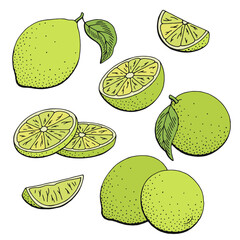 Lime fruit graphic color isolated sketch illustration vector  - 766977745
