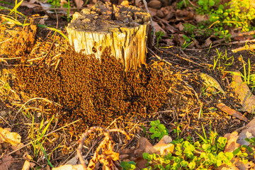 Rote Ameisen bauen sich einen  Ameisenhaufen